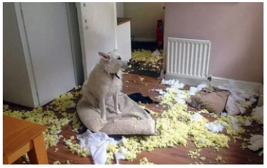 為什么不買保險(xiǎn)就不讓養(yǎng)狗？