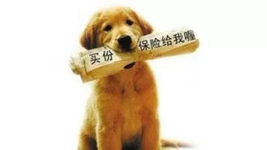 寵物保險(xiǎn)怎么挑選？有寵物的你確定不了解一下？