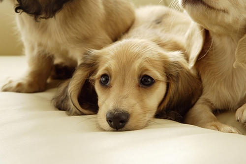 寵物保險(xiǎn)怎么挑選？有寵物的你確定不了解一下？