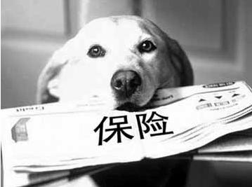 寵物保險(xiǎn)怎么挑選？有寵物的你確定不了解一下？